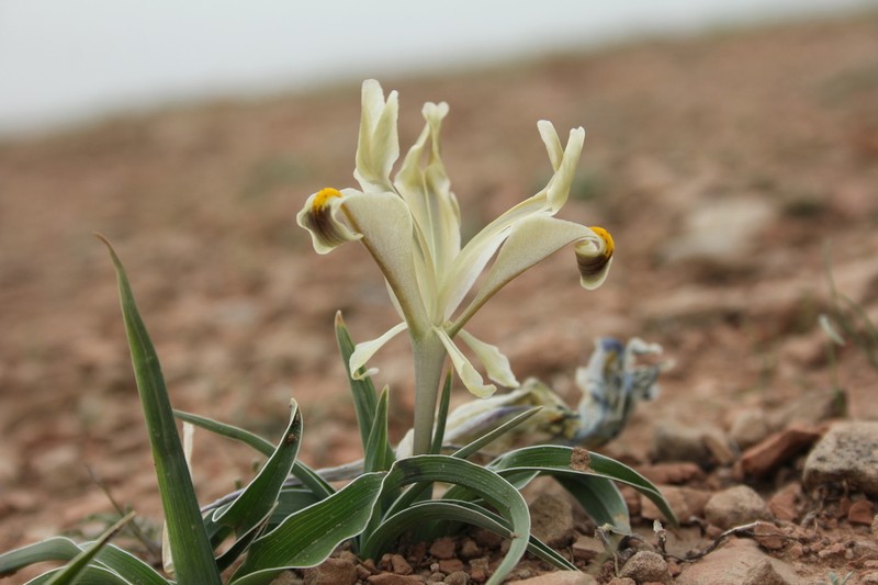 Iris persica photo 4