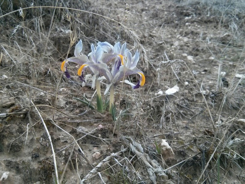 Iris persica photo 5