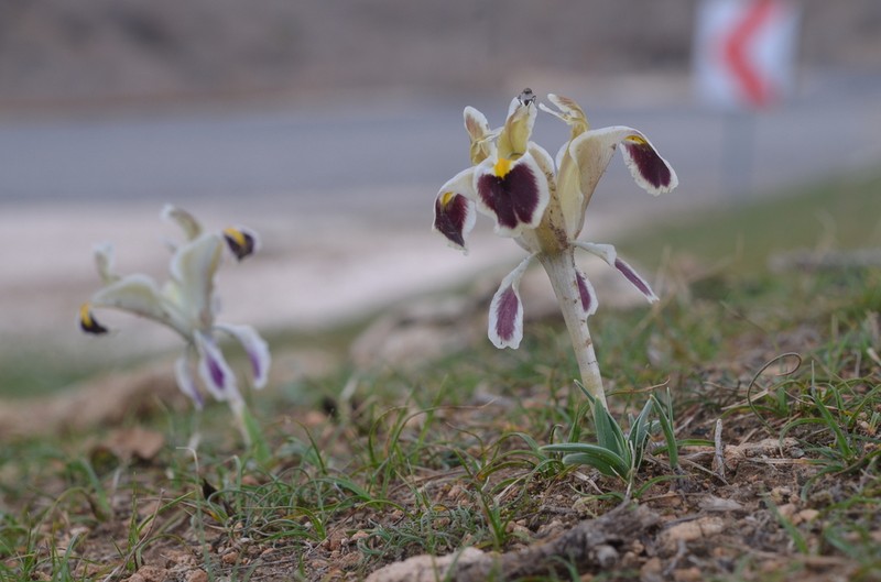 Iris persica photo 6