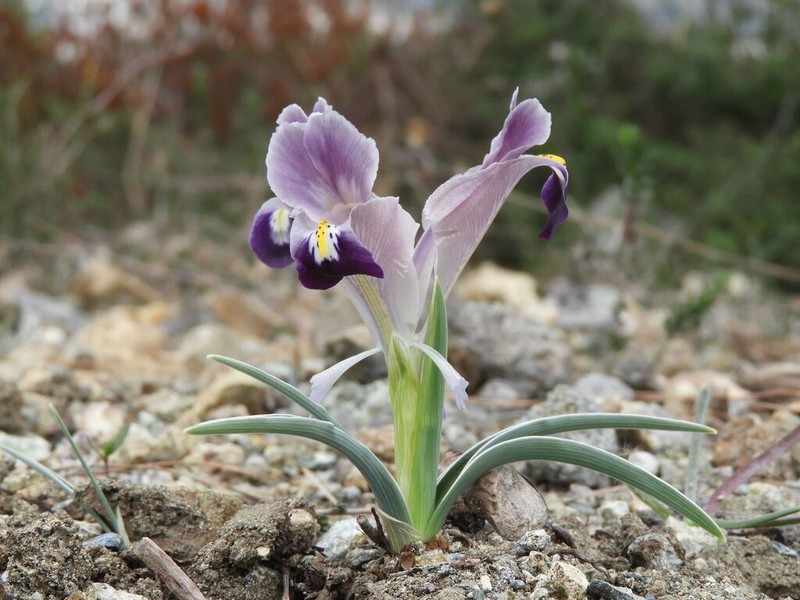 Iris persica photo 7