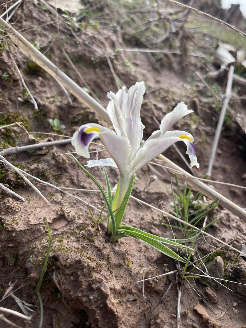 Iris persica photo 8