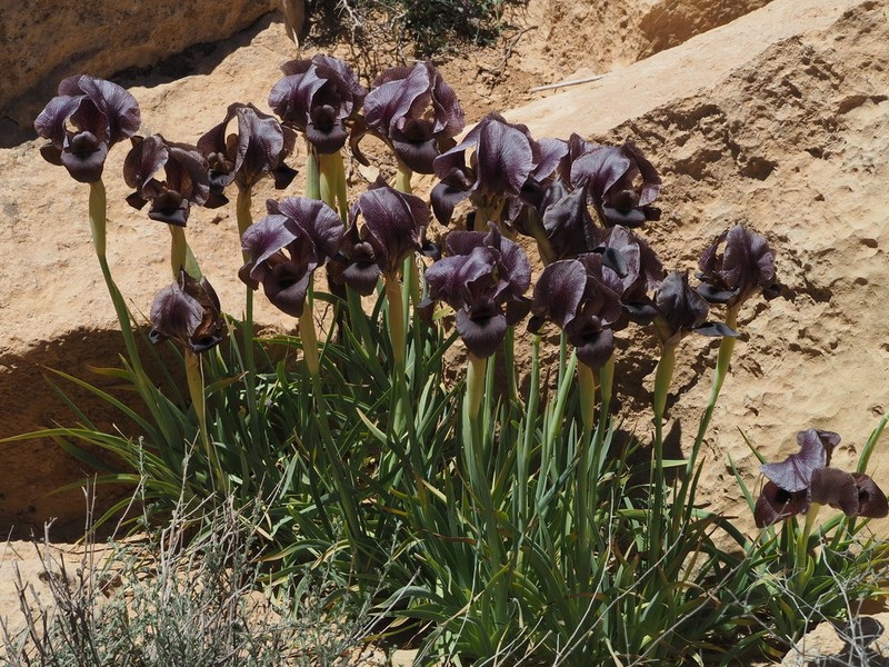 Iris petrana photo 2