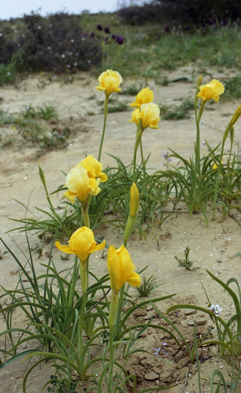 Iris petrana photo 3