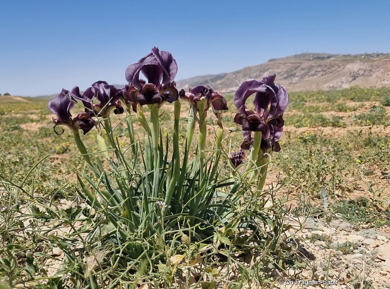Iris petrana photo 4