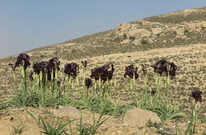 Iris petrana photo 5