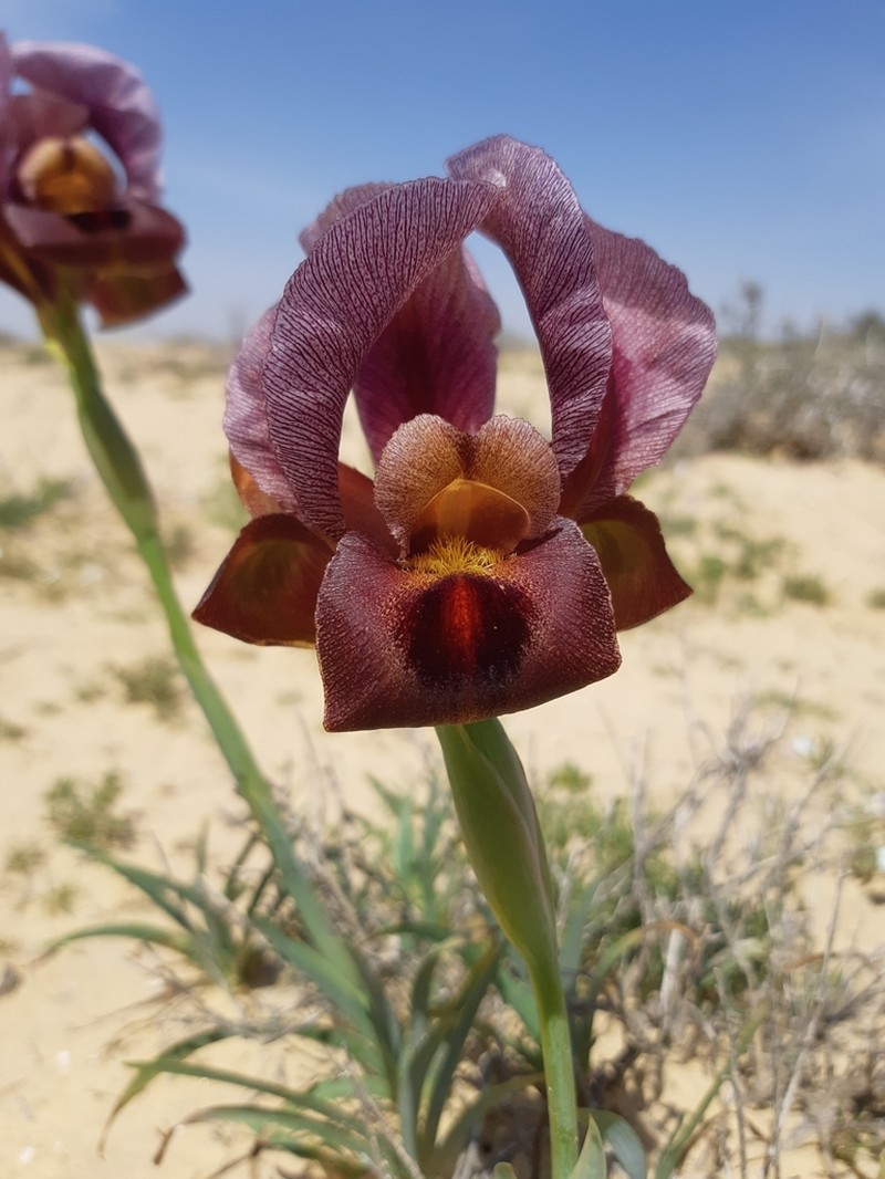 Iris petrana photo 6