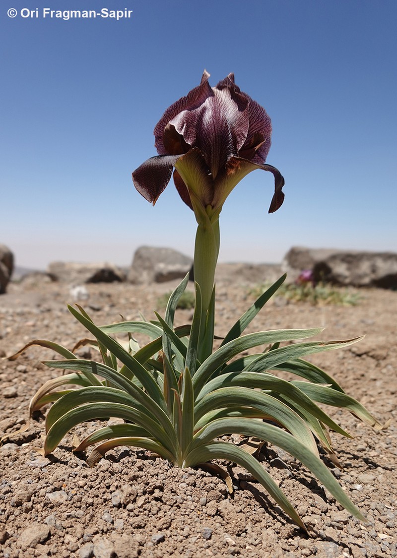 Iris petrana photo 7