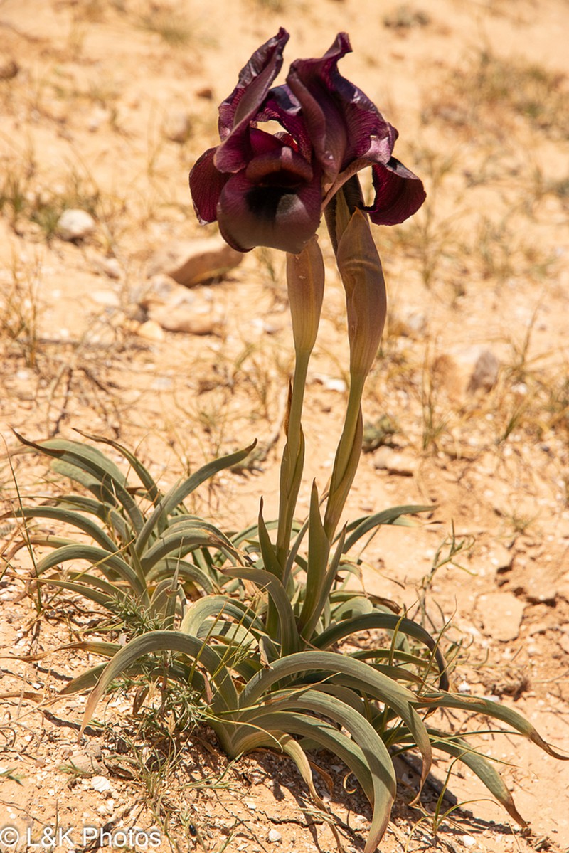 Iris petrana photo 8