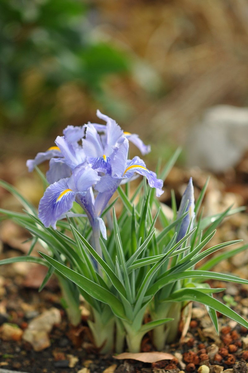 Iris planifolia