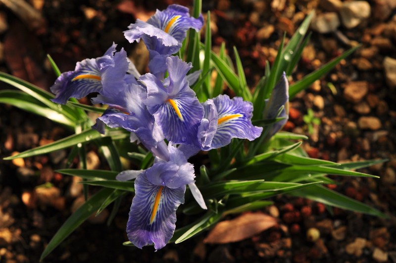 Iris planifolia photo 2