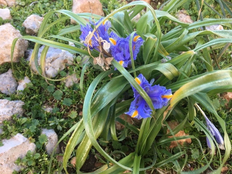 Iris planifolia photo 4