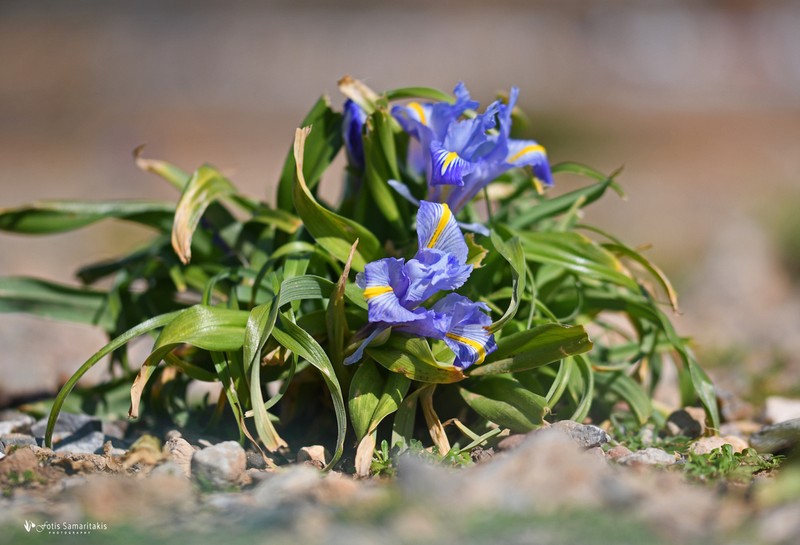 Iris planifolia photo 5
