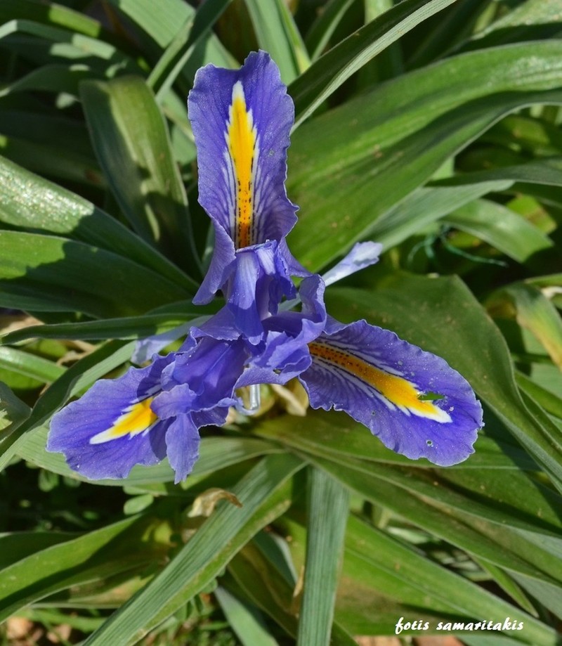 Iris planifolia photo 6