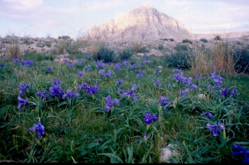 Iris planifolia photo 7