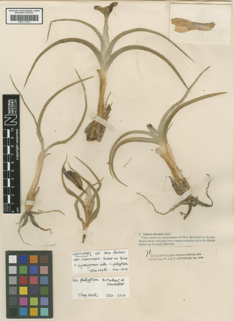 Iris platyptera