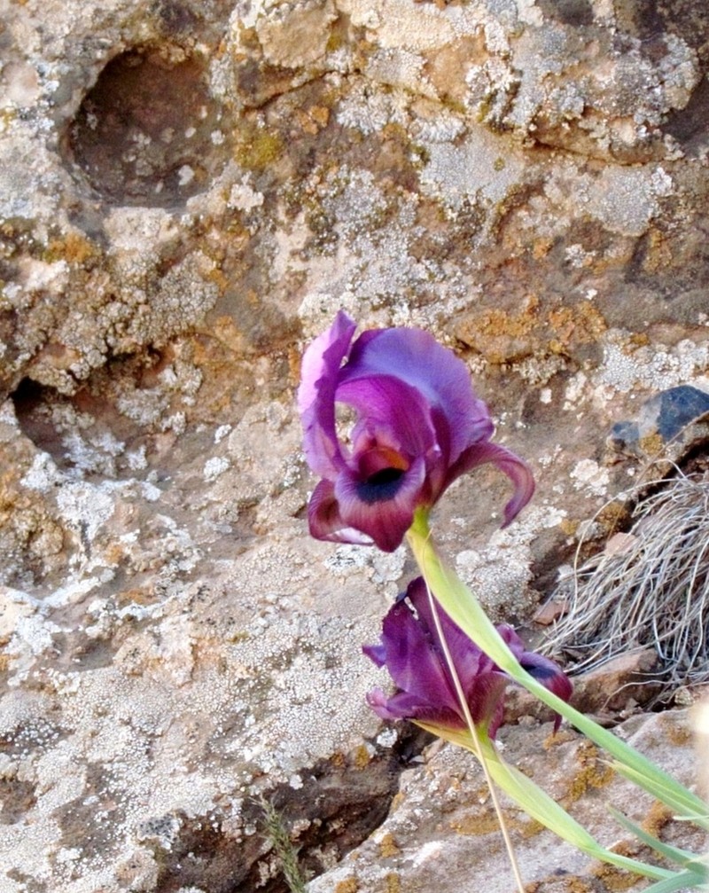 Iris polakii
