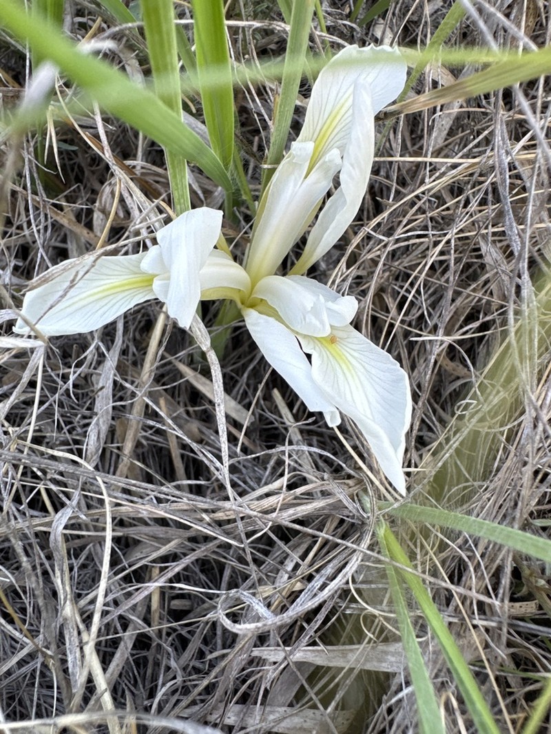 Iris pontica photo 2