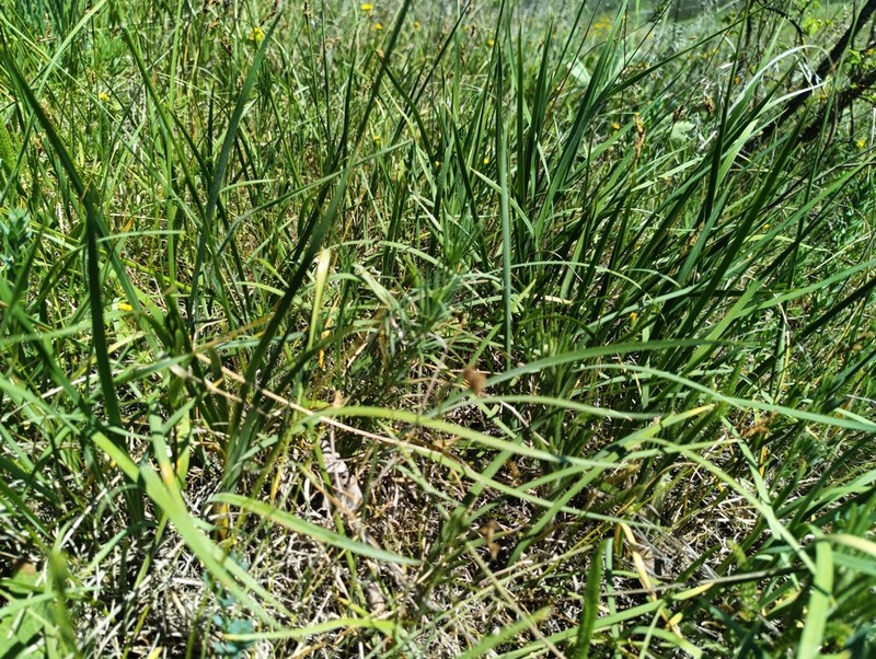 Iris pontica photo 5