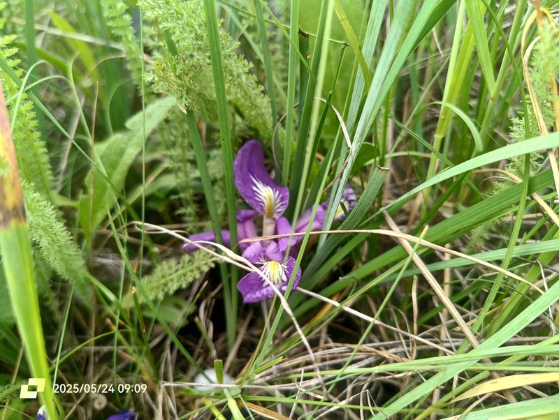Iris pontica photo 6