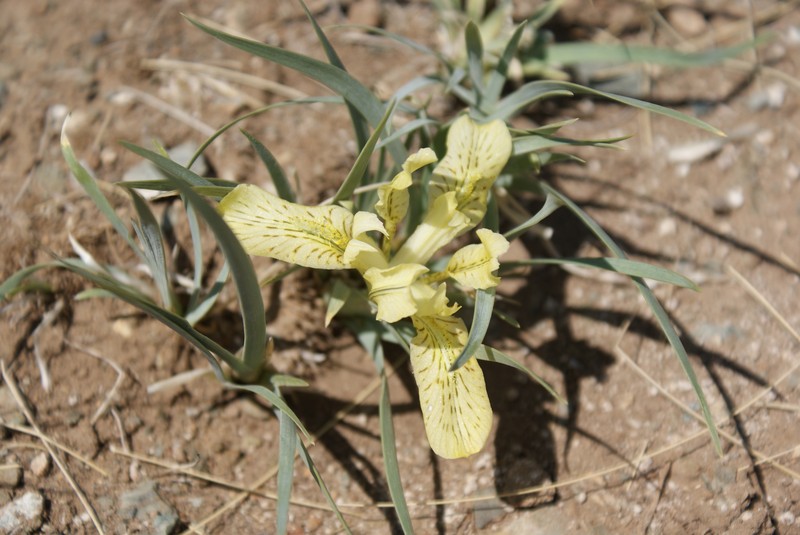 Iris potaninii