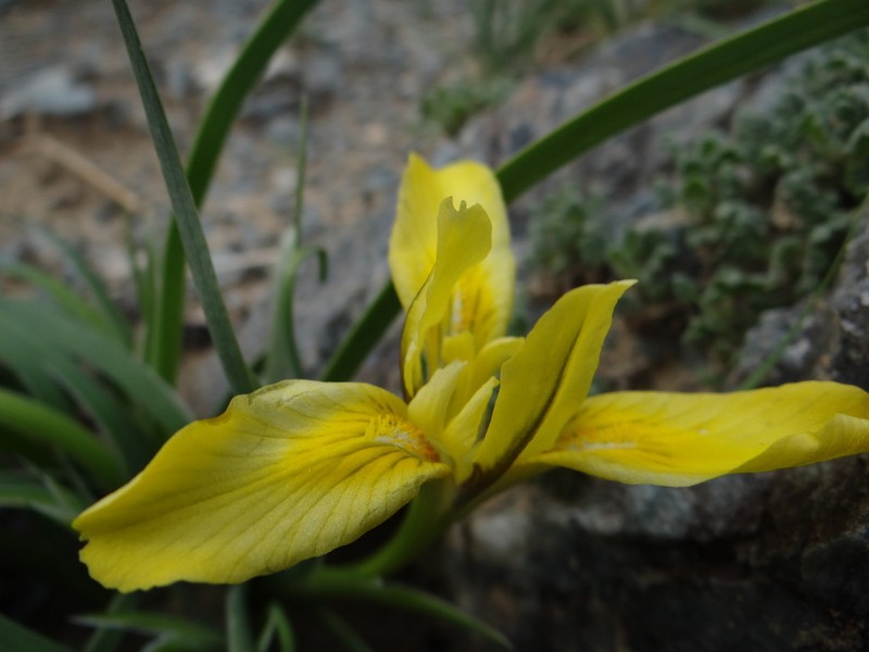 Iris potaninii photo 3