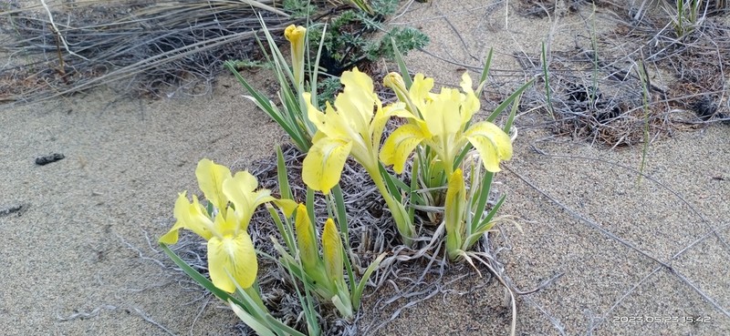 Iris potaninii photo 4