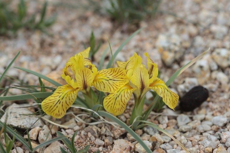 Iris potaninii photo 5