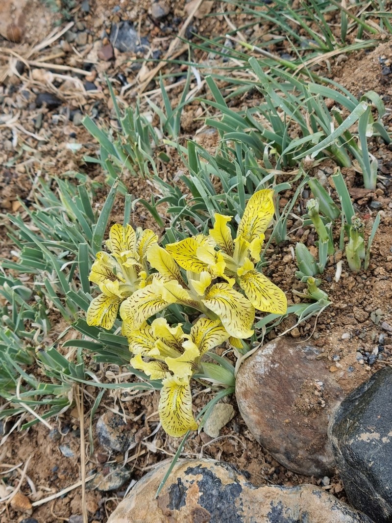 Iris potaninii photo 6