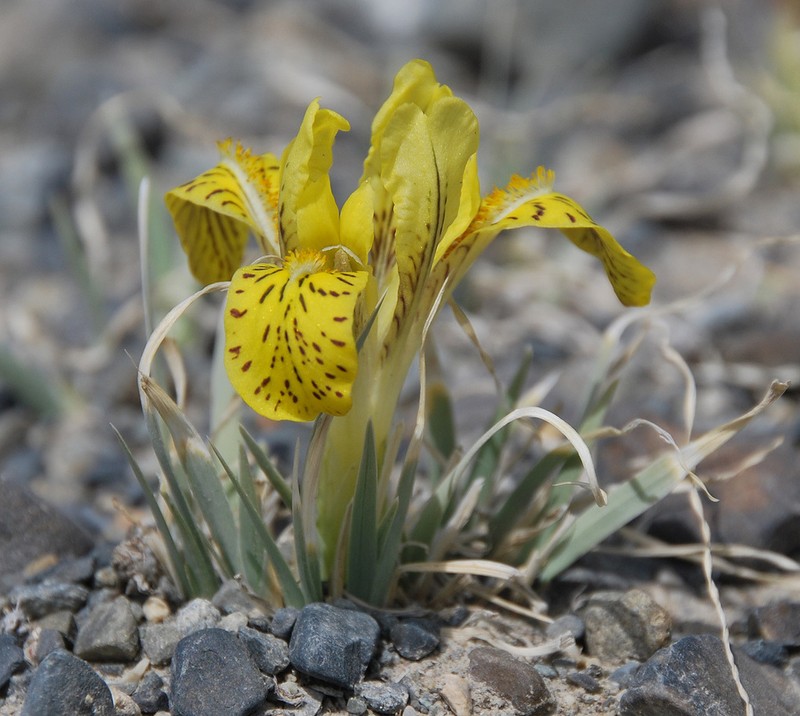 Iris potaninii photo 7