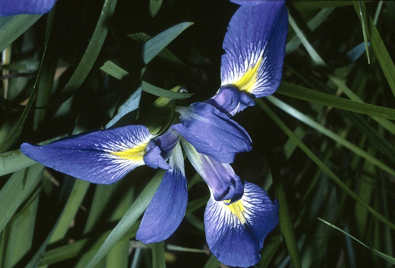 Slender Blue Iris photo 2
