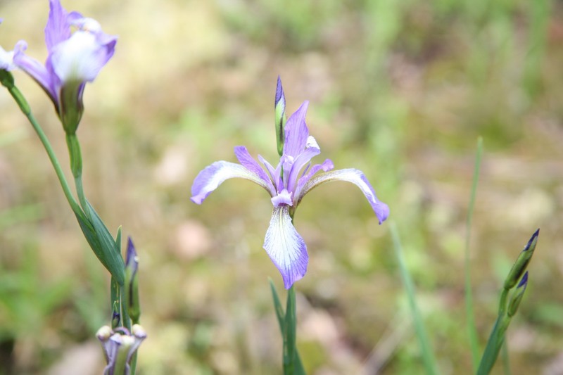 Slender Blue Iris photo 3