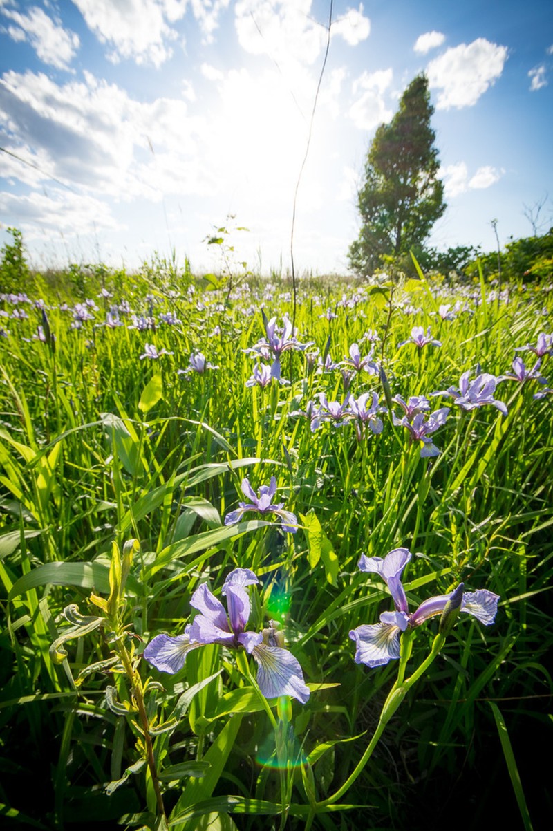 Slender Blue Iris