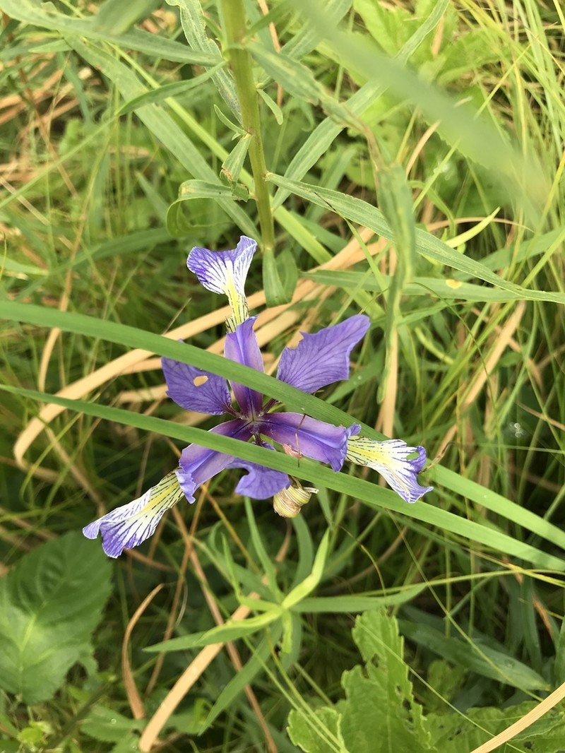 Slender Blue Iris photo 2