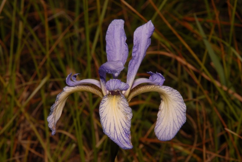 Slender Blue Iris photo 4