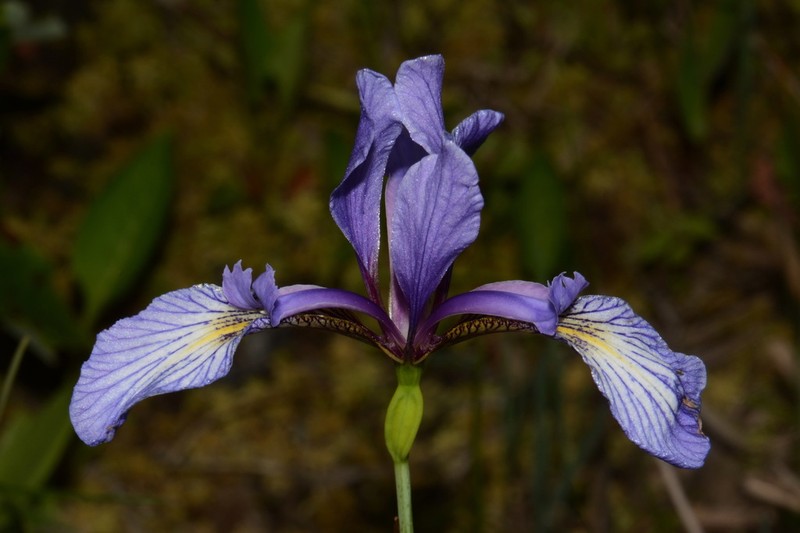 Slender Blue Iris photo 5