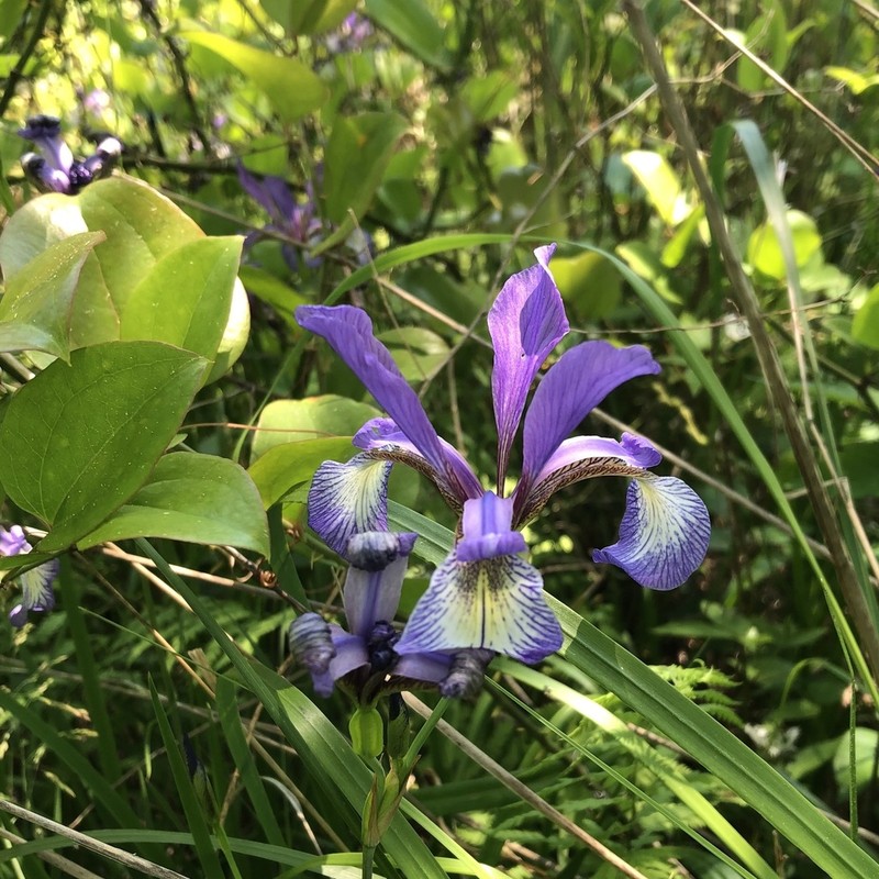 Slender Blue Iris photo 6