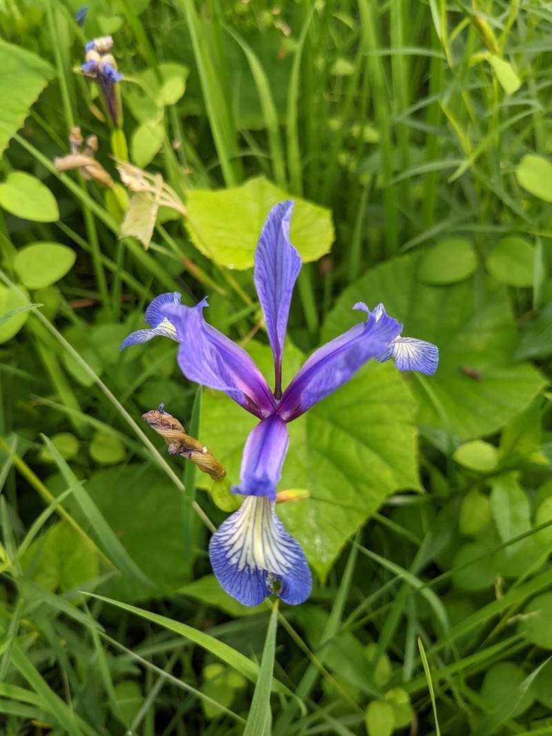 Slender Blue Iris photo 7