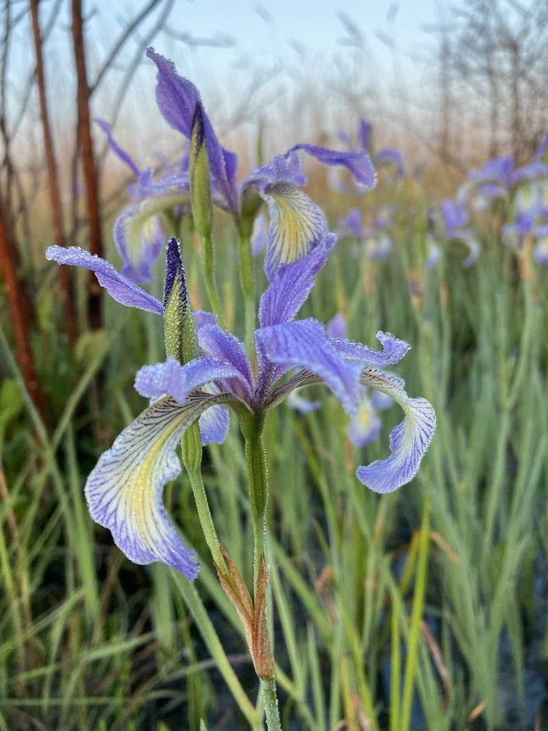 Slender Blue Iris photo 8