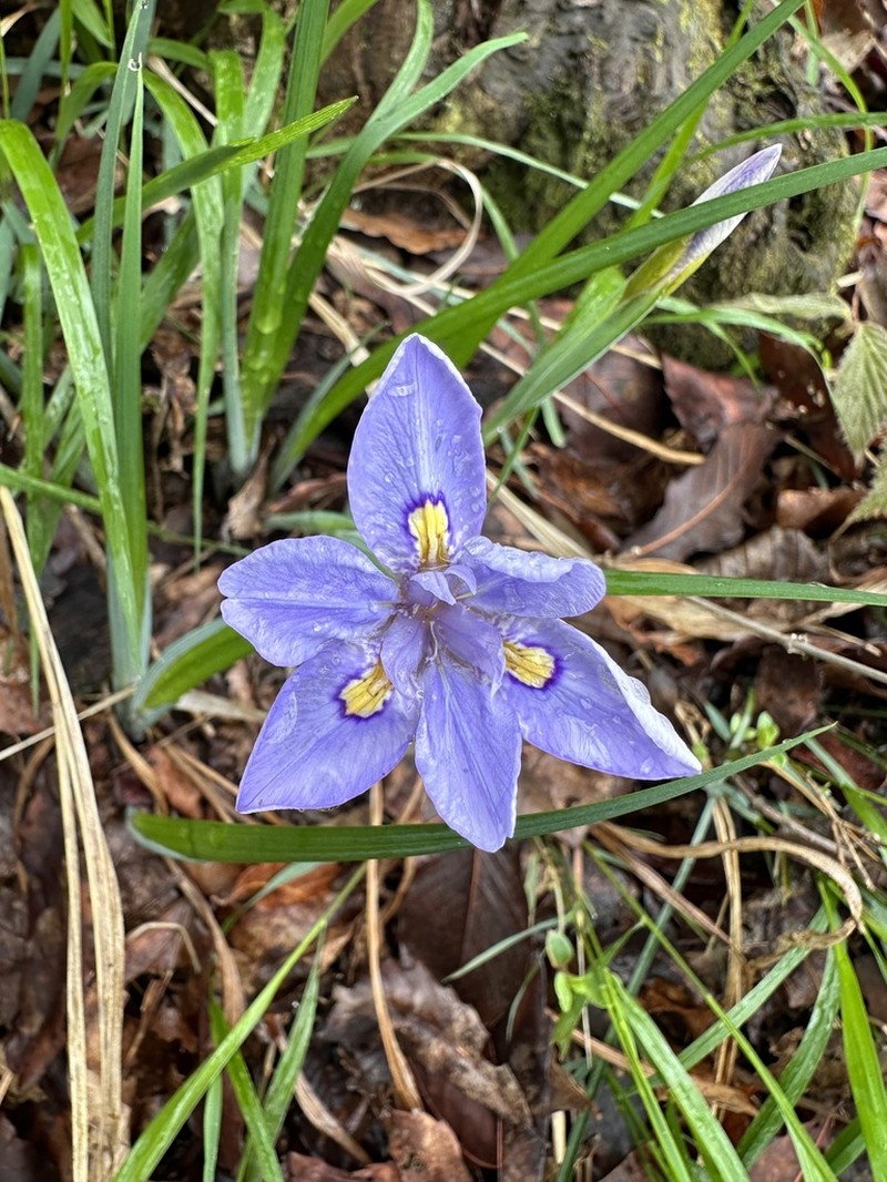 Iris proantha