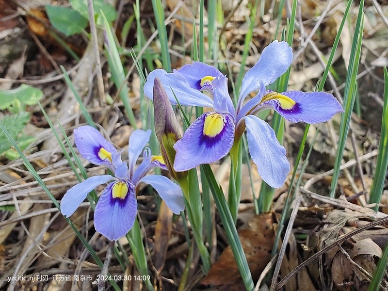 Iris proantha photo 2