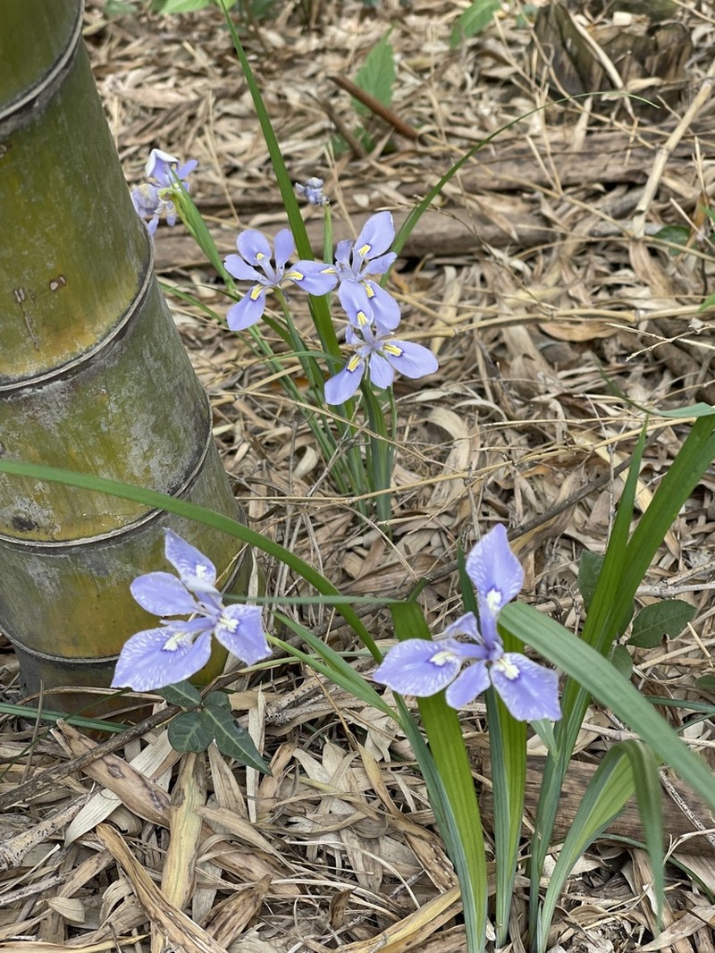 Iris proantha photo 3