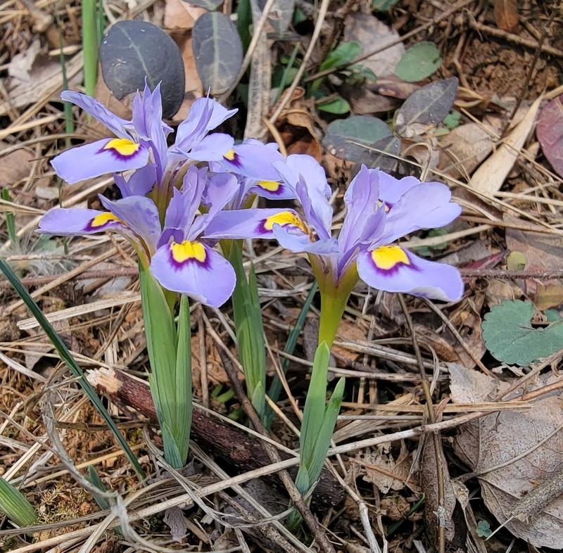 Iris proantha photo 4
