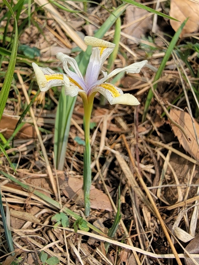 Iris proantha photo 5