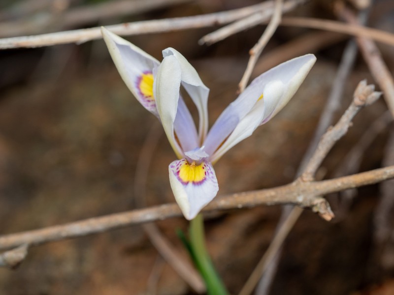 Iris proantha photo 6