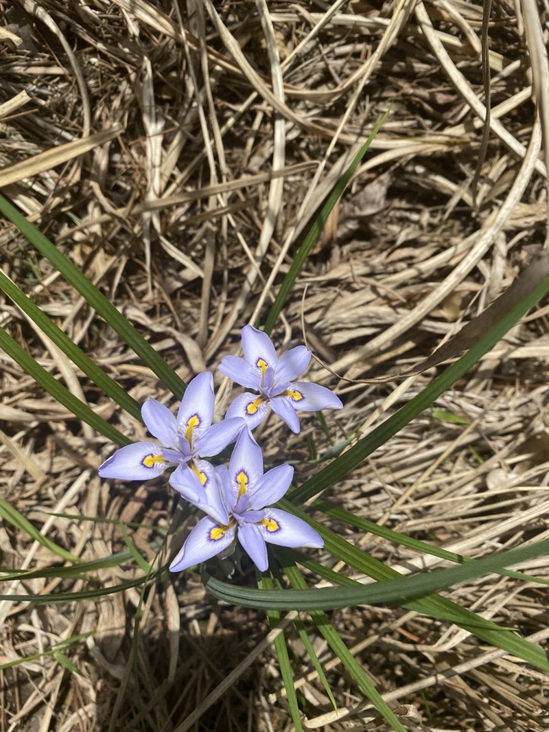 Iris proantha photo 7