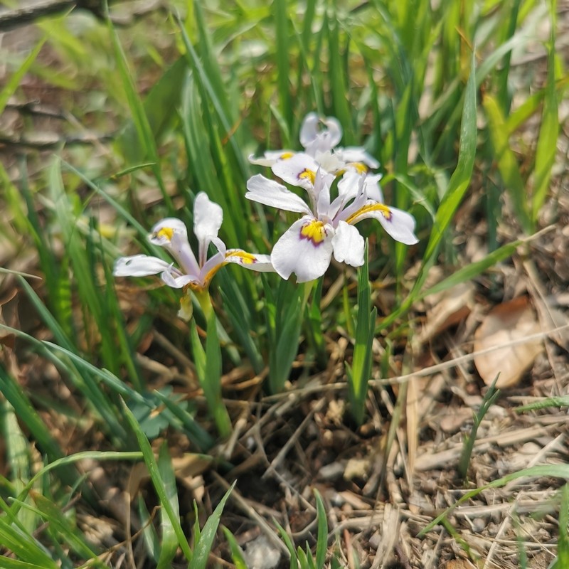 Iris proantha photo 8