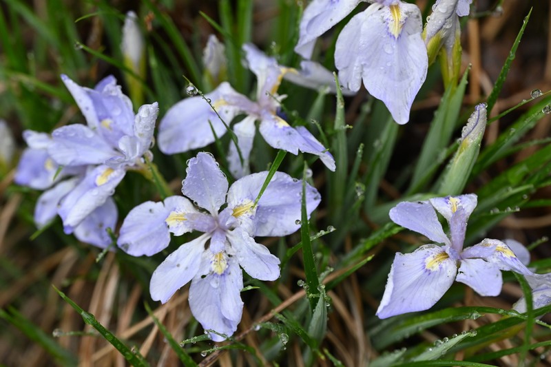 Iris proantha var. valida