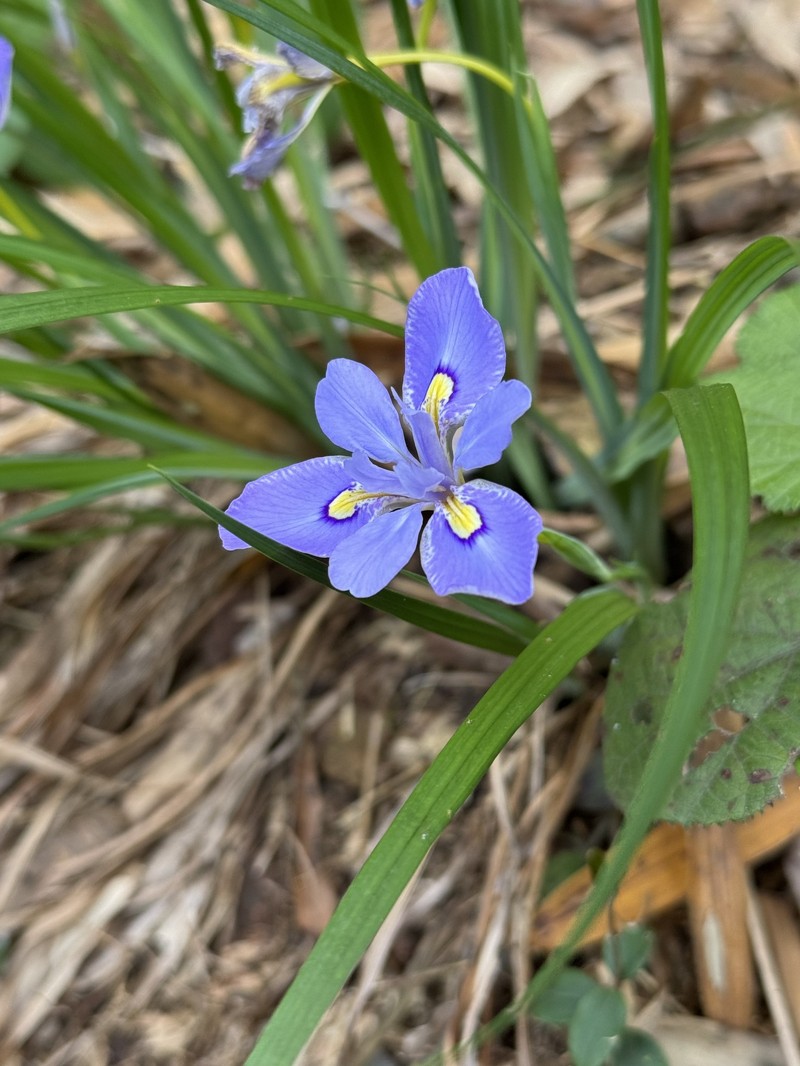 Iris proantha var. valida photo 2