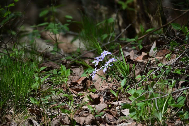 Iris proantha var. valida photo 3