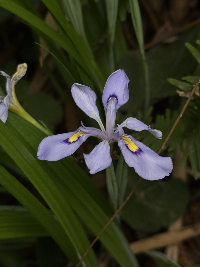 Iris proantha var. valida photo 4